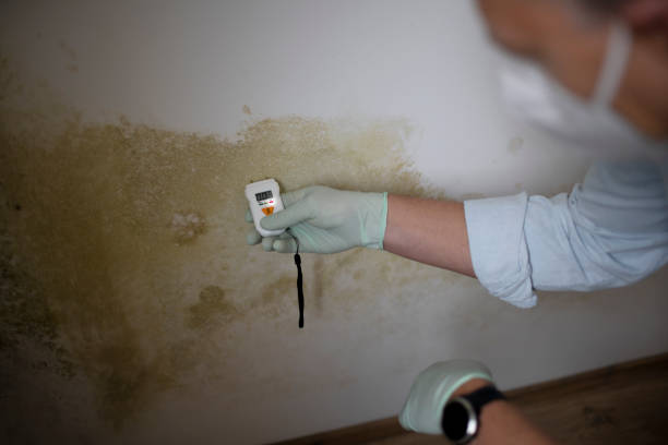 Best Black Mold Removal  in Kohler, WI
