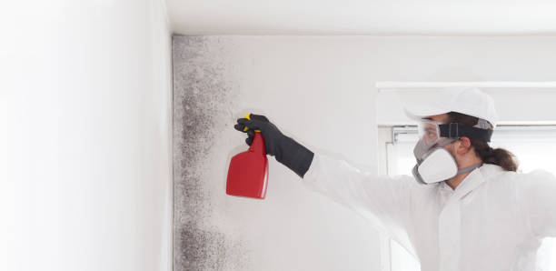 Mold Testing and Removal in Kohler, WI