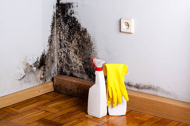 Best Attic Mold Removal  in Kohler, WI